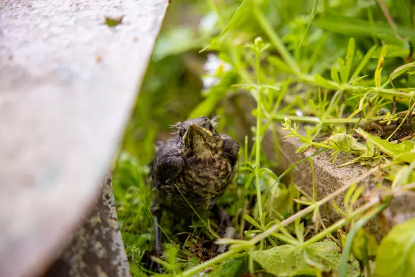 stock image A baby common blackbird fallen from its nest hidden and scared behind a shovel in the green yellow grass. High quality photo