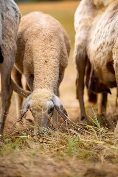 Sarı kuru otları yiyen bir koyunun yüzü. Yün için merino yetiştiriciliği. Yüksek kalite fotoğraf