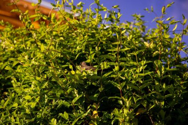 Yeşil bir çalılığın tepesinde kuş yuvasına giden yavru bir karatavuk. - Evet. Yüksek kalite fotoğraf