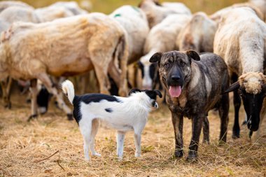 Çiftlikteki bir koyun sürüsü iki köpek tarafından korunuyor. Küçük ve büyük bir köpek. Koyunların altında sarı kuru otlar. Yüksek kalite fotoğraf