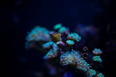 Su altı akvaryumu üzerinde yeşil noktalar olan renkli bir mercan fotoğrafı. Siyah noktalı sarı bir balık kameraya bakıyor. Göz kamaştırıcı sualtı dünyası görüntüsü. Yüksek kalite fotoğraf