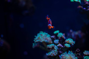 Su altı hayvanlarını canlı tutmak için su dolu bir resif tankı. Bir palyaço anemonik balığı mercanlar ve deniz şakayığıyla huzur içinde yüzüyor. Yüksek kalite fotoğraf