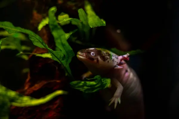 stock image axolotl salamander dig in sand bottom at front glass, funny freshwater domesticated amphibian, endemic of Valley of Mexico, tender coldwater species, low light mood, blurred background, pet shop sale