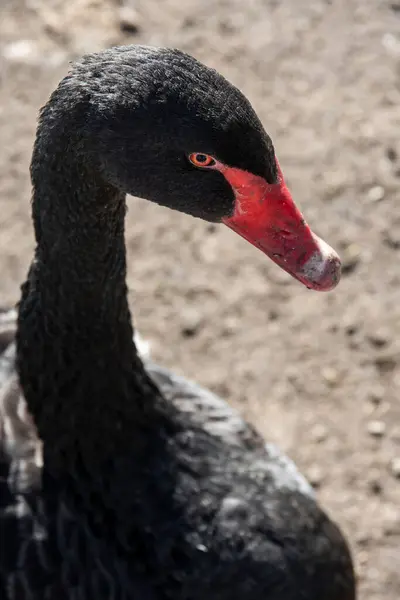 stock image A wild black goose swan with a red beak. A beige ground dirt in the background. High quality photo