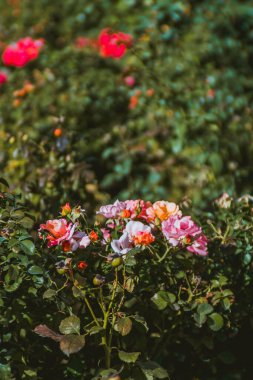 Çiçek bahçesine yakın çekim. Pembe kırmızı bir gülün yakın çekimi. - Evet. Yüksek kalite fotoğraf