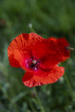Kırmızı bir gelincik çiçeğinin yakın çekimi. Yüksek kalite fotoğraf