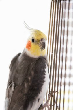 Beyaz arka planda gri papağan. Yüksek kaliteli bir papağan fotoğrafı.