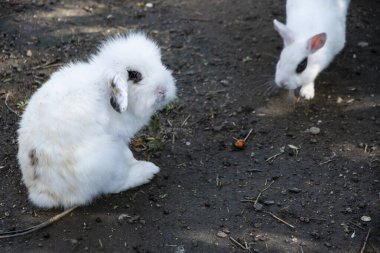 Vahşi beyaz bir tavşan kameraya bakıyor ve bir diğeri yaklaşıyor. Tavşanların yüksek kaliteli fotoğrafı