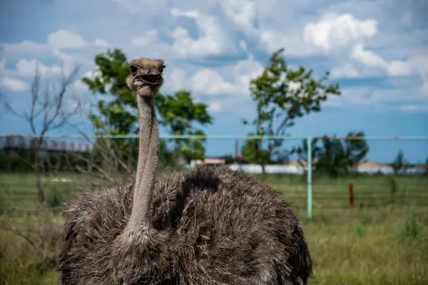 stock image A beautiful curious alert ostrich with its mouth open. High quality photo of an ostrich