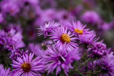 Mor Aromatik Paskalya veya Symphyotrichum Oblongifolium çiçekleri. Yüksek kalite fotoğraf