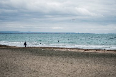Boş bir sahilde tek başına yürüyen biri. Kış mevsimi, soğuk hava. Hava bulutlu. Kumdaki kuşlar. Yüksek kalite fotoğraf