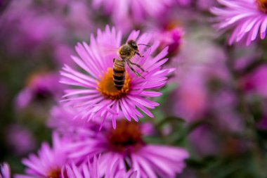 Arı, Mor Aromatik Paskalya veya Symphyotrichum oblongifolium çiçeklerinden polen topluyor. Arıları kurtarın. Yüksek kalite fotoğraf