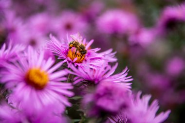 Arı, Mor Aromatik Paskalya veya Symphyotrichum oblongifolium çiçeklerinden polen topluyor. Arıları kurtarın. Yüksek kalite fotoğraf