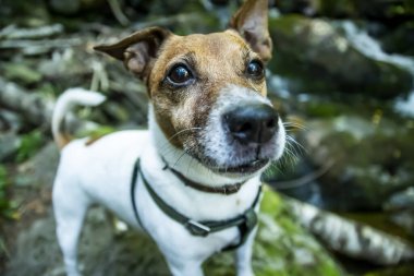 Bir köpek kameraya bakıyor. Yüksek kalite fotoğraf