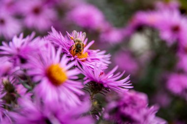 Arı, Mor Aromatik Paskalya veya Symphyotrichum oblongifolium çiçeklerinden polen topluyor. Arıları kurtarın. Yüksek kalite fotoğraf