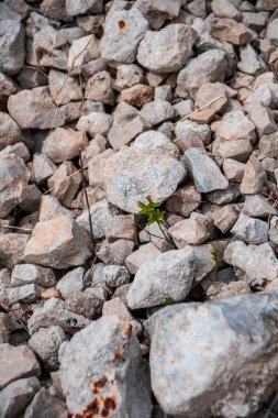 Eski bir madendeki gri beyaz kayalar nehri. Kayaların arasında büyüyen otlar. Yüksek kalite fotoğraf