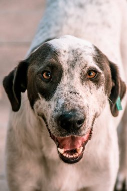 Türkiye 'de dili açık ve ağzı açık başıboş bir köpeğin yakın çekimi. Yüksek kalite fotoğraf