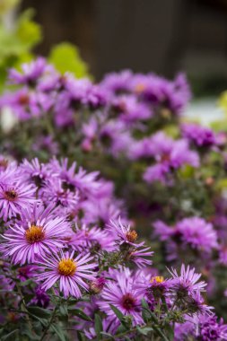 Mor Aromatik Paskalya veya Symphyotrichum Oblongifolium çiçekleri. Yüksek kalite fotoğraf