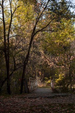 Parktaki portakal ağaçları. Ağaçlarda sonbahar renkleri. Turuncu sarı yapraklar. Yüksek kalite fotoğraf