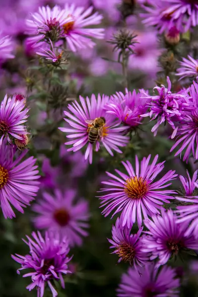 Arı, Mor Aromatik Paskalya veya Symphyotrichum oblongifolium çiçeklerinden polen topluyor. Arıları kurtarın. Yüksek kalite fotoğraf