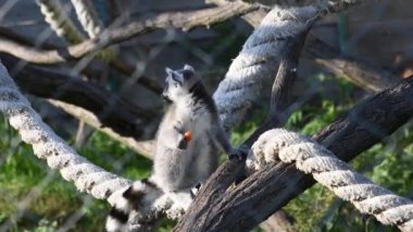 Yemek yerken ağaç dalında oturan bir lemur. Tutsak bir lemur. Yüksek kaliteli FullHD görüntüler