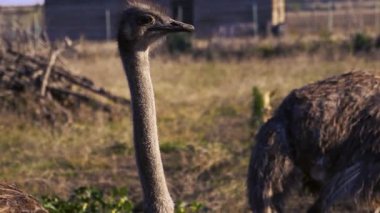 Devekuşu kuşuna yaklaş. Tutsak bir devekuşu. Etrafına bakınan bir devekuşu ve kafasının görüntüsü. Yüksek kalite 4k görüntü