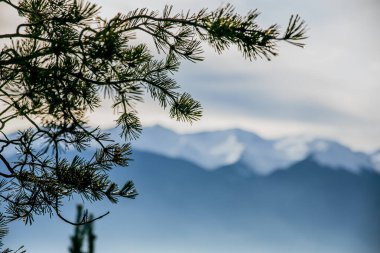 Pirin dağı, Bulgaristan. Kış kayak sezonunda karla kaplı. Ağaç dallarının arasından geçen bir dağ. Turuncu bulutlu gökyüzü. Yüksek kalite fotoğraf