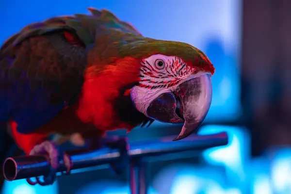 stock image Beautiful blue and yellow gold macaw in a conference room in captivity. Big screen in the background. High quality photo. High quality photo