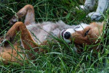 Yeşil çimlerde neşeyle yatan turuncu bir tilki. Bir tilkinin yüksek kaliteli fotoğrafı