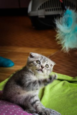 Oyuncu bir İngiliz steyşın kedisi. Bir kedinin yüksek kaliteli fotoğrafı