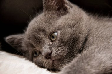 Beyaz kürklü bir battaniyeye uzanmış, mesafeye bakan gri bir İngiliz steyşın kedi yavrusu. Bir kedinin yüksek kaliteli fotoğrafı