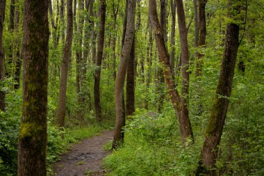 Yazın uzun ince ağaçlarla dolu canlı yeşil bir orman. Güzel orman manzarası. Yüksek kalite fotoğraf