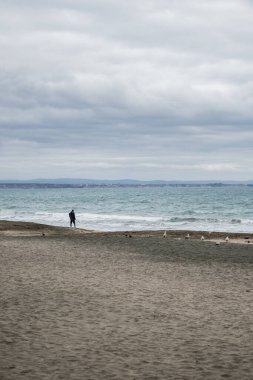 Boş bir sahilde tek başına yürüyen biri. Kış mevsimi, soğuk hava. Hava bulutlu. Kumdaki kuşlar. Yüksek kalite fotoğraf