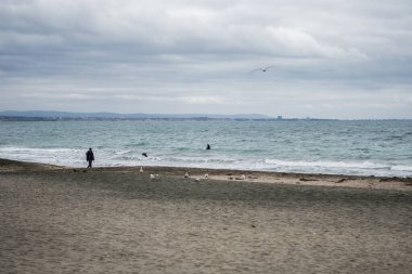 Boş bir sahilde tek başına yürüyen biri. Kış mevsimi, soğuk hava. Hava bulutlu. Kumdaki kuşlar. Yüksek kalite fotoğraf