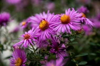 Mor Aromatik Paskalya veya Symphyotrichum Oblongifolium çiçekleri. Yüksek kalite fotoğraf