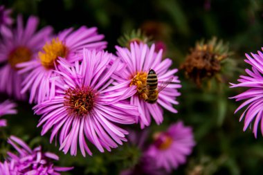Arı, Mor Aromatik Paskalya veya Symphyotrichum oblongifolium çiçeklerinden polen topluyor. Arıları kurtarın. Yüksek kalite fotoğraf