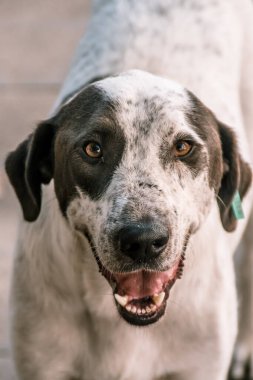 Türkiye 'de dili açık ve ağzı açık başıboş bir köpeğin yakın çekimi. Yüksek kalite fotoğraf