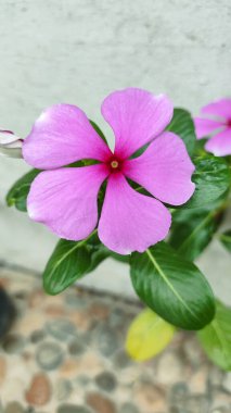 Kapatın beş çiçeği taçlandırın pembe mandevilla sanderi. 