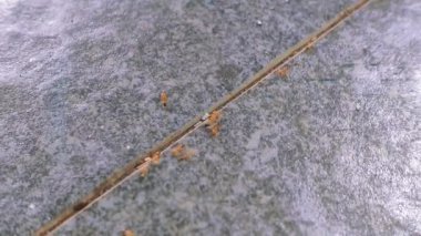 Fayanslı bir yüzeyin harç hattı boyunca yürüyen bir grup karıncanın yakın çekim görüntüsü. Düz bir çizgide ilerliyorlar, muhtemelen bir koku izini takip ediyorlar. Fayanslar gri ve harç biraz daha koyu gri.