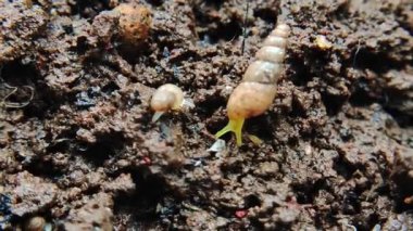 Salyangoz Filum Mollusca yerde, büyük salyangozlar bataklıkları keşfeden küçük salyangozlarla karşılaşır..
