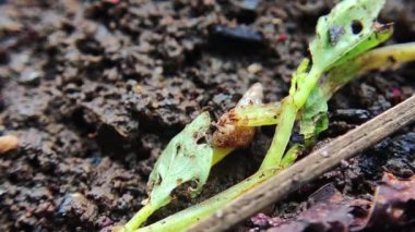 Yerdeki küçük yeşil bir salyangoza yaklaşırken, salyangoz korunmak için bir yaprağın altında sürünür..