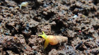 Yerde sürünen küçük yeşil bir salyangoza yaklaş. Küçük bir salyangoz yerde sürünüyor.