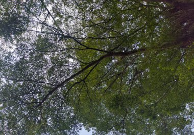 Güneş merceği parlıyor. Ağaç dalları, yeşil yapraklar ve mavi gökyüzü.