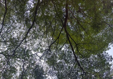 Ağacın altından görünen ağaç dalları, aşağıdan görünen yeşil ağaç yaprakları mavi gökyüzü, bahar doğası.