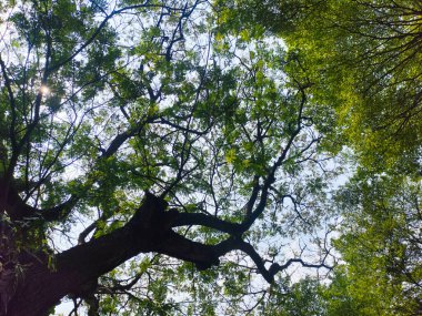 Ağacın altından görünen ağaç dalları, aşağıdan görünen yeşil ağaç yaprakları mavi gökyüzü, bahar doğası.