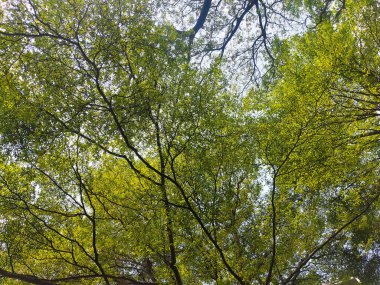 Ağacın altından görünen ağaç dalları, aşağıdan görünen yeşil ağaç yaprakları mavi gökyüzü, bahar doğası.