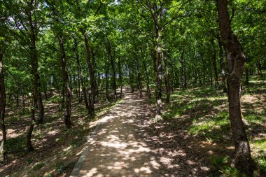 Bereketli Yeşil Orman 'da Dolaşan Yol - Açık Hava Keşfi İçin Sakin Doğa Yolu