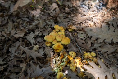 Orman zemininde sarı mantar kümesi - Sonbaharda doğal orman mantarları