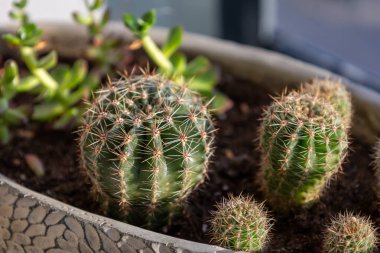 Kapalı Bahçe 'deki Kaktüs ve Succulents' in yakın çekimi