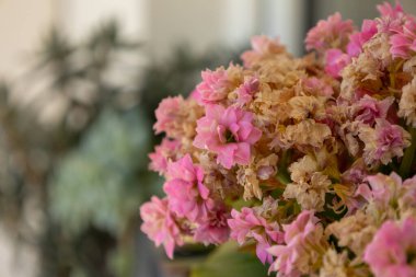 Solgun Güzel: Pembe Çiçekler ve Bereketli Çiçekler